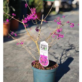 Callicarpa bodinieri profusion - Kínai lilabogyó