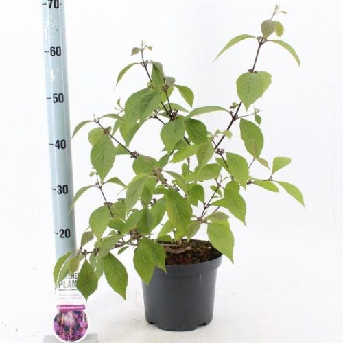 Callicarpa bodinieri profusion - Kínai lilabogyó