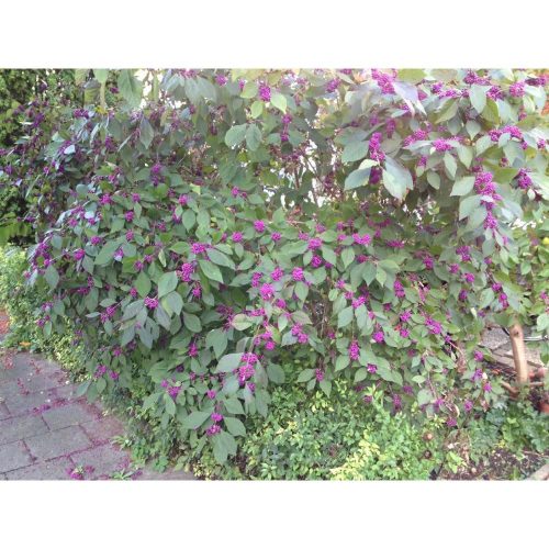 Callicarpa bodinieri profusion - Kínai lilabogyó