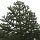 Araucaria araucana - Chilei fenyő
