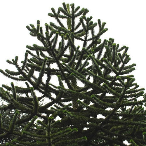 Araucaria araucana - Chilei fenyő