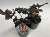 Astilbe arendsii 'Dark side of the Moon' - Tollbuga