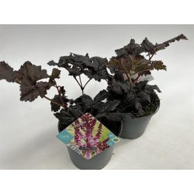   Astilbe arendsii 'Dark side of the Moon' - Tollbuga