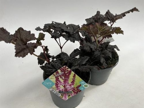 Astilbe arendsii 'Dark side of the Moon' - Tollbuga