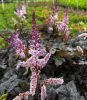 Astilbe arendsii 'Dark side of the Moon' - Tollbuga