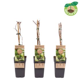   Actinida Arguta - 'Geneva' - Mini  kopasz Kivi (Porzó pár szükséges)