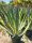 Agave Americana Marginata - Agávé