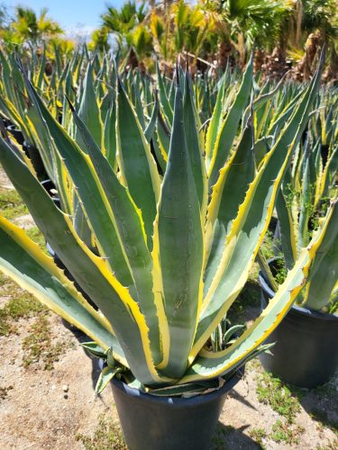 Agave Americana Marginata - Agávé