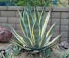 Agave Americana Marginata - Agávé
