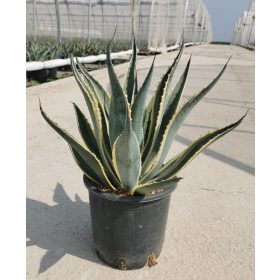 Agave Americana Marginata - Agávé