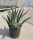 Agave Americana Marginata - Agávé