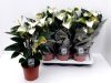 Anthurium 'Adios Spring' - Flamingóvirág
