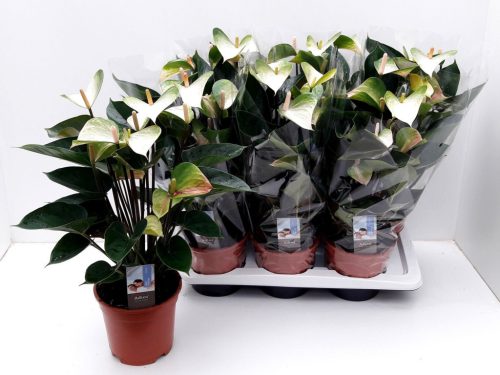 Anthurium 'Adios Spring' - Flamingóvirág