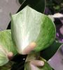 Anthurium 'Adios Spring' - Flamingóvirág