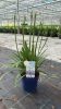 Agapanthus Amourette 'Superb blue' - Szerelemvirág