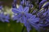 Agapanthus Amourette 'Superb blue' - Szerelemvirág
