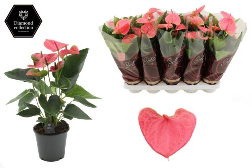 Anthurium 'Sweet Dream' - Flamingóvirág