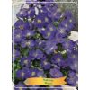 Aubrieta 'Blauw' - pázsitviola