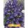 Aubrieta 'Blauw' - pázsitviola