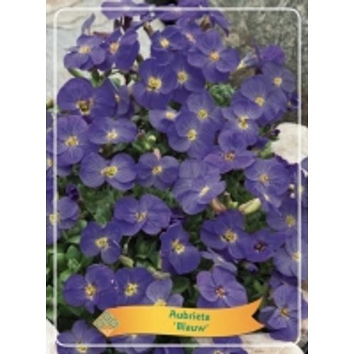 Aubrieta 'Blauw' - pázsitviola