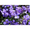 Aubrieta 'Blauw' - pázsitviola