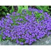 Aubrieta 'Blauw' - pázsitviola