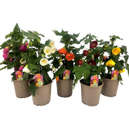 Abutilon Mix - Selyemmályva