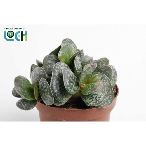 Adromischus cooperi - Vaskos májlevél
