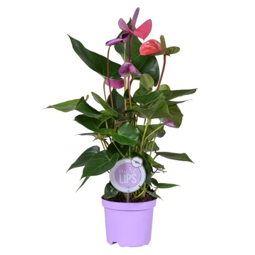 Anthurium 'Cavalli' - Flamingóvirág 