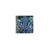 Aconitum carmichaelii 'Cloudy' - Sisakvirág
