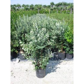 Acca sellowiana - Mirtuszdió