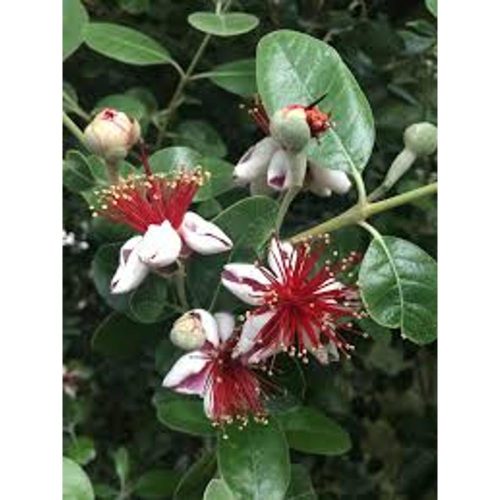 Acca sellowiana - Mirtuszdió