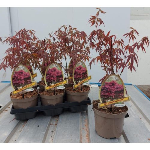 Acer palmatum 'Atropurpureum' - Japán juhar