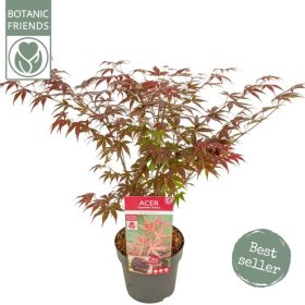 Acer palmatum 'Atropurpureum' - Japán juhar