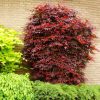 Acer palmatum 'Atropurpureum' - Japán juhar