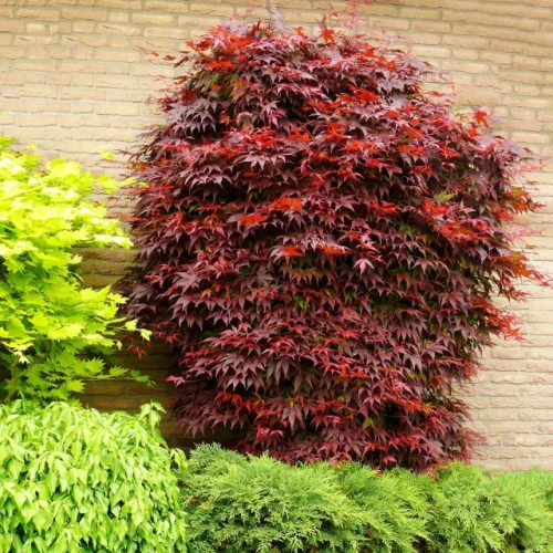 Acer palmatum 'Atropurpureum' - Japán juhar