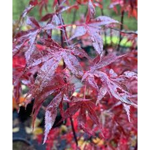 Acer palmatum 'Fireglow' - Japán juhar (bonsai)