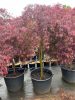 Acer palmatum 'Inaba Shidare' - Japán juhar