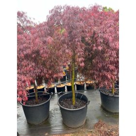 Acer palmatum 'Inaba Shidare' - Japán juhar