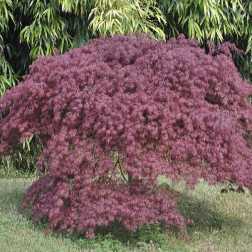 Acer palmatum 'Inaba Shidare' - Japán juhar