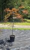 Acer palmatum 'Inaba Shidare' - Japán juhar