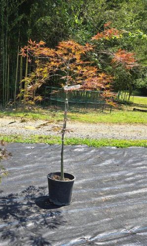 Acer palmatum 'Inaba Shidare' - Japán juhar