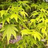 Acer palmatum - Japán juhar
