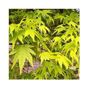 Acer palmatum - Japán juhar