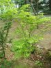 Acer palmatum "Aoyagi"- Japán juhar