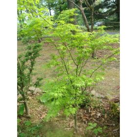 Acer palmatum "Aoyagi"- Japán juhar