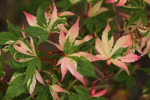 Acer palmatum "Asahi Zuru"- Japán juhar