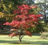 Acer palmatum "Atropurpureum"- Japán juhar