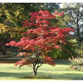 Acer palmatum "Atropurpureum"- Japán juhar