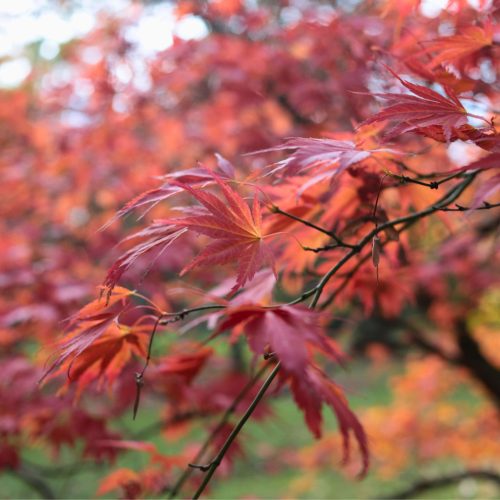 Acer palmatum "Atropurpureum"- Japán juhar